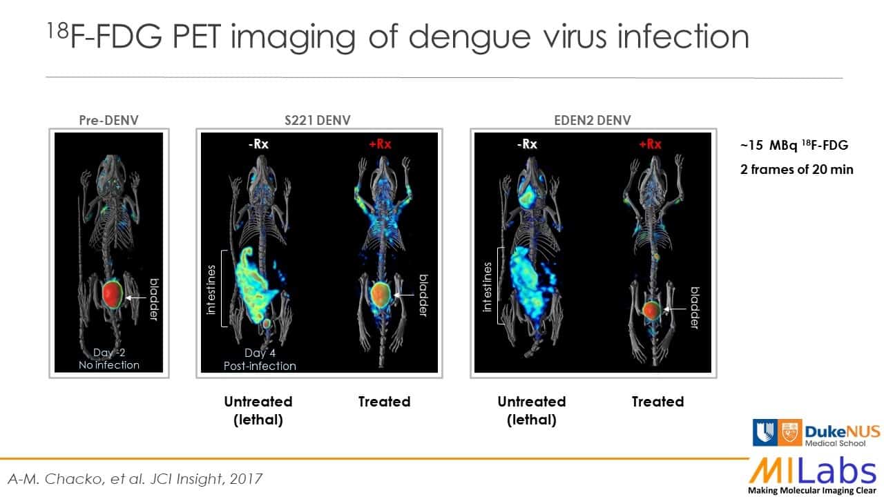18f fdg preclinical PET imaging of dengue virus infection