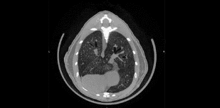 Airway Remodeling in Ferrets with Cigarette Smoke Induced COPD using µCT Imaging