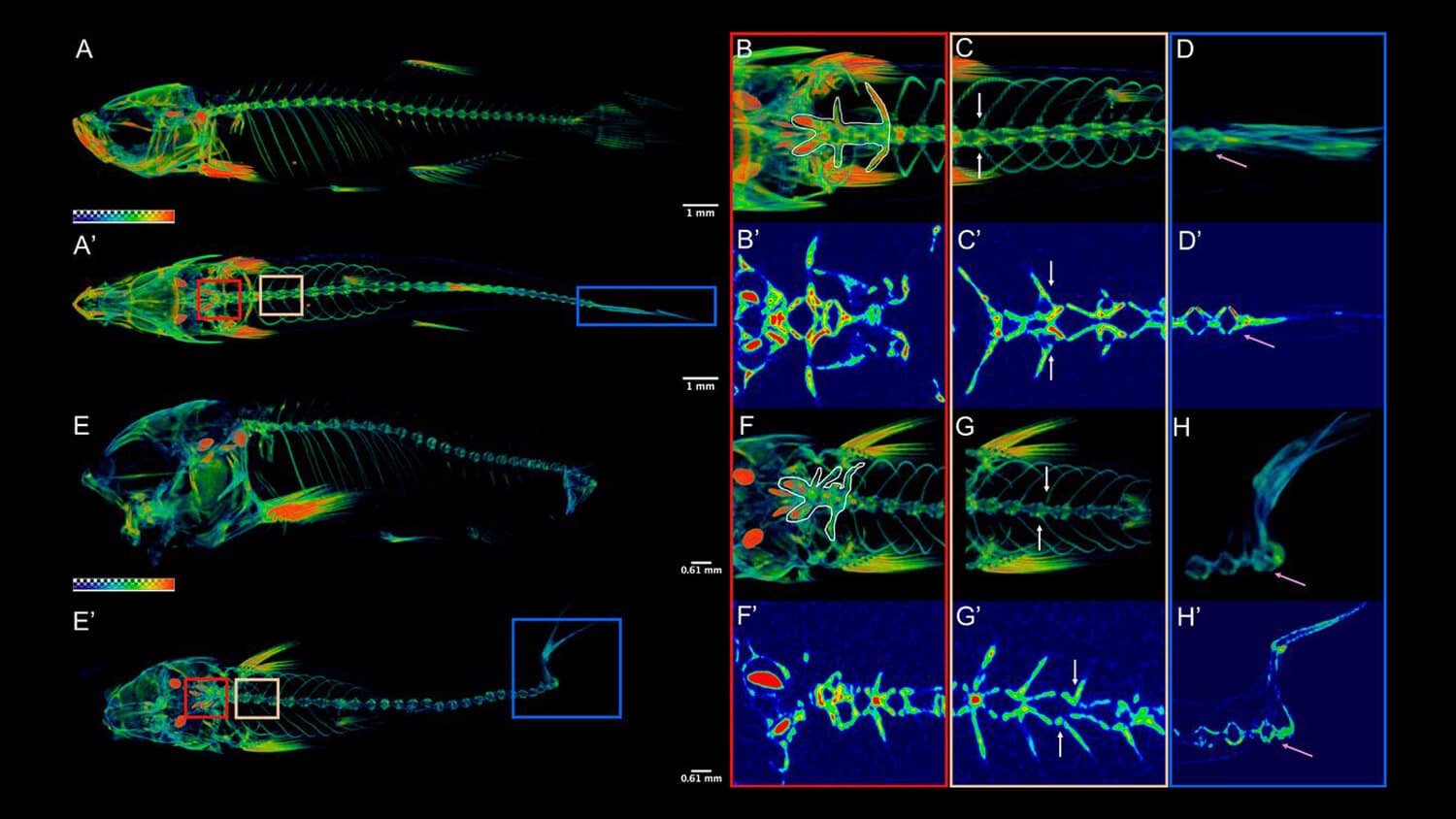 MILabs imaging systems provide researchers with flexible, ultra-high-resolution tools to study bone structure and biological processes over time