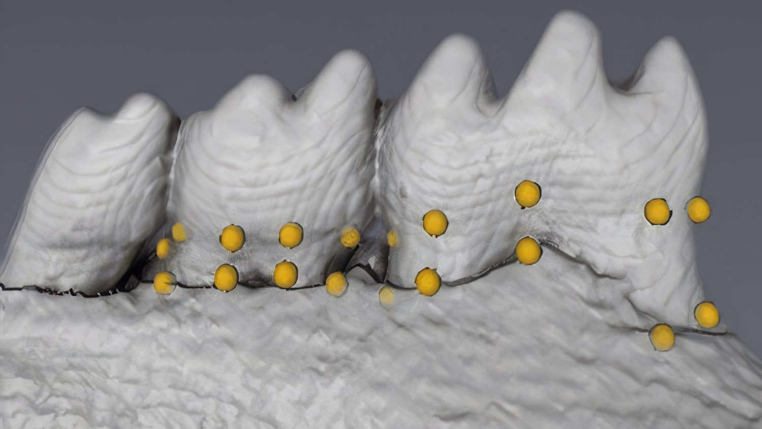 Researchers at the University of Alberta used ultra-high-resolution CT imaging to generate detailed 3D reconstructions of mandibles