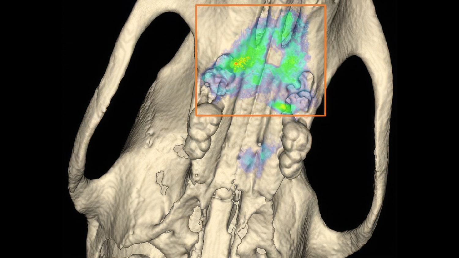 Researchers at RWTH Aachen University used integrated optical and anatomical imaging to monitor gingival tissue response following tooth extraction in rodents
