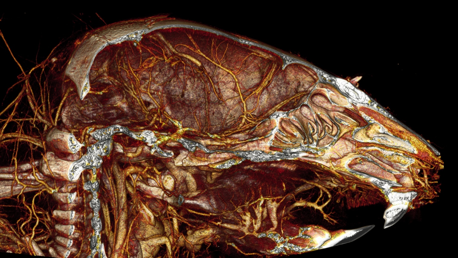 MILabs’ imaging systems provide neurology researchers with an efficient, easy-to-use way to capture high-resolution, quantifiable data from the brain