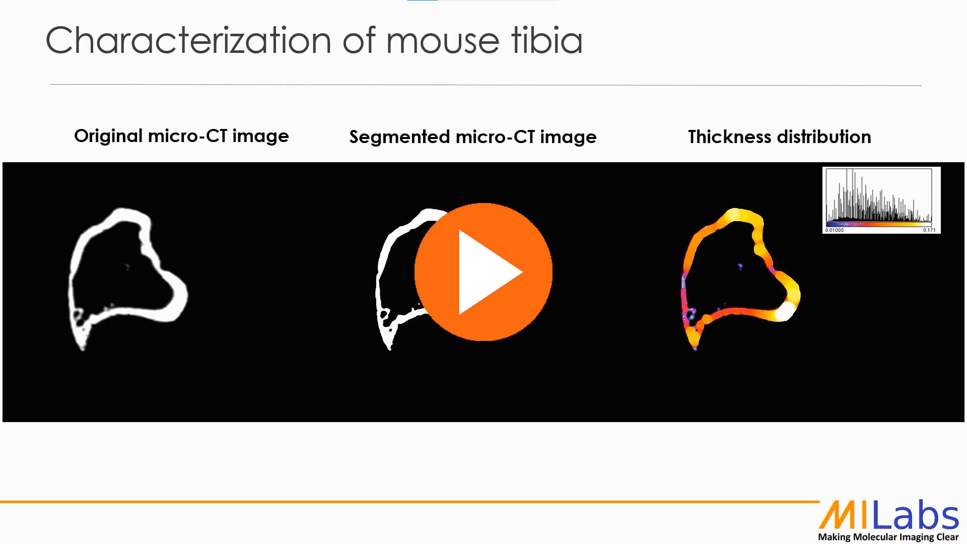 characterization of mouse tibia