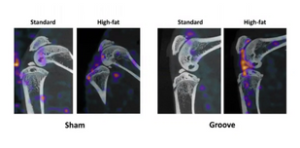 Study osteoarthritis with novel imaging in small animals