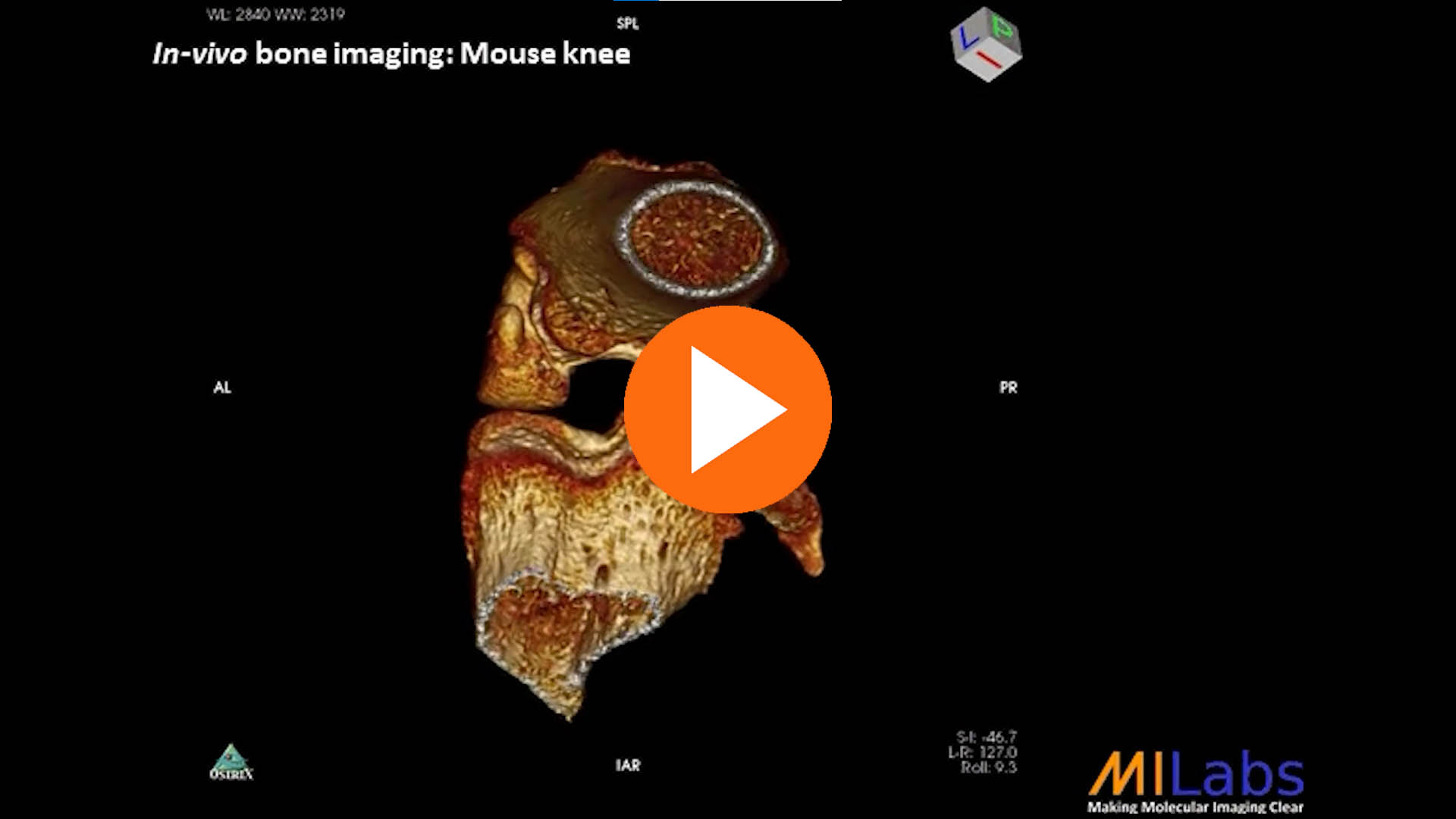 in vivo bone imaging mouse knee