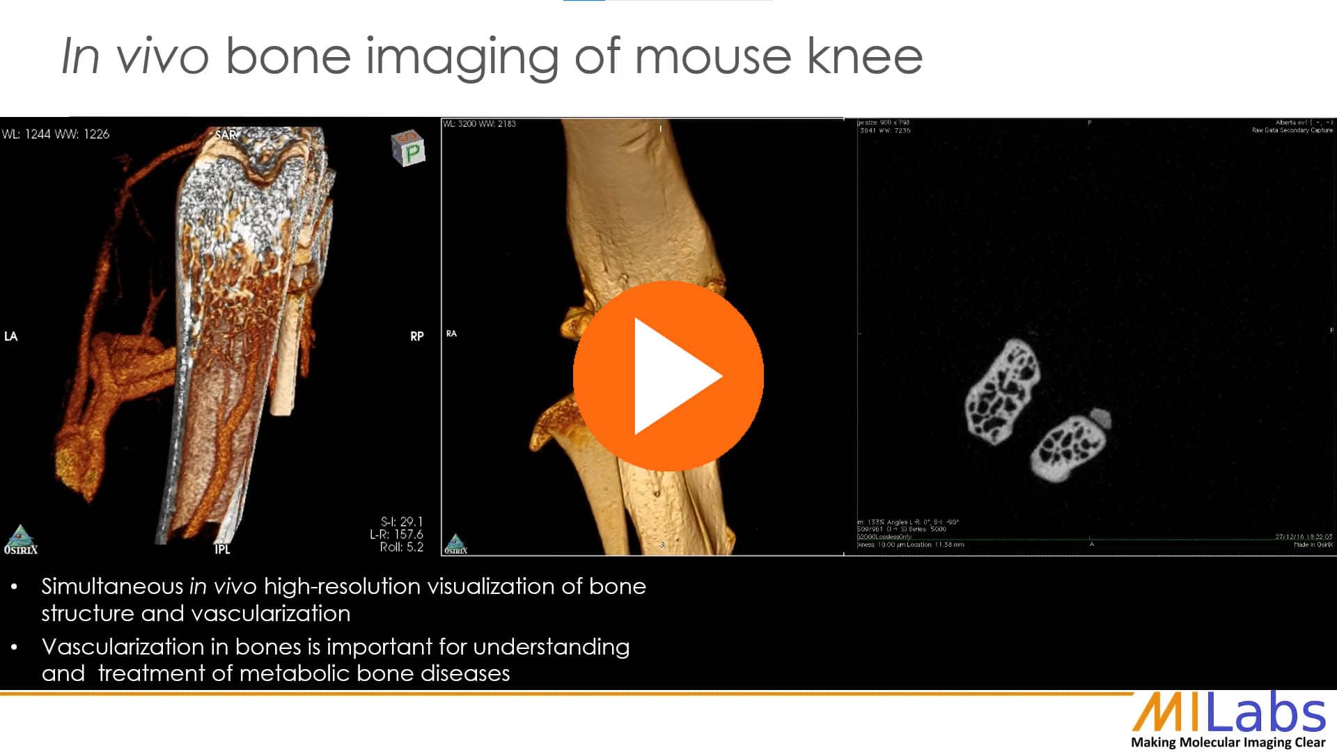 in vivo bone imaging of a mouse knee