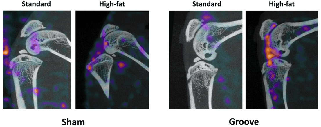 MILabs SPECT/CT reconstructions of sham operated control knee joints (left) and the mechanically- induced cartilage damage (right)