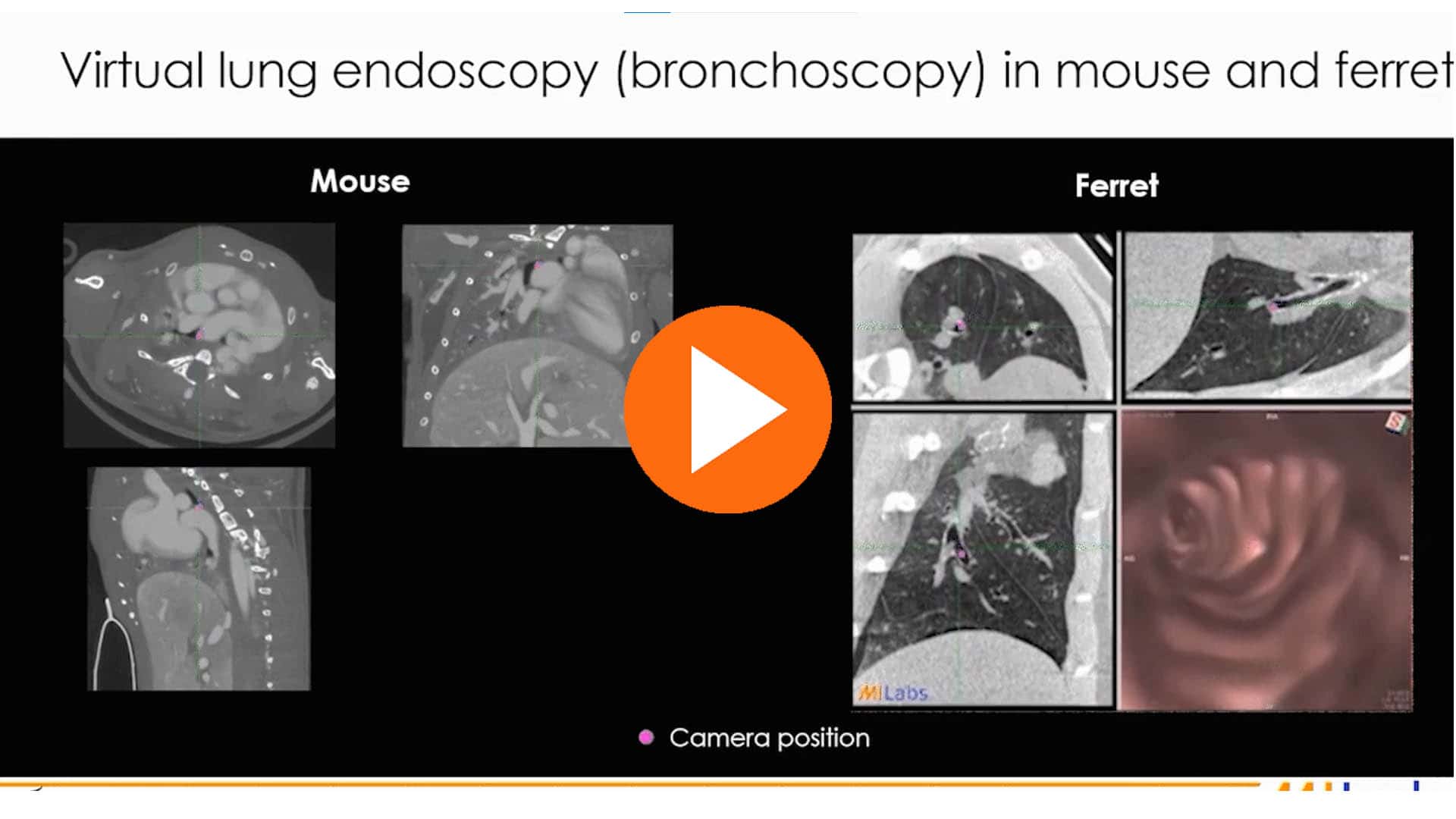 virtual long endoscopy bronchoscopy in mouse and ferret