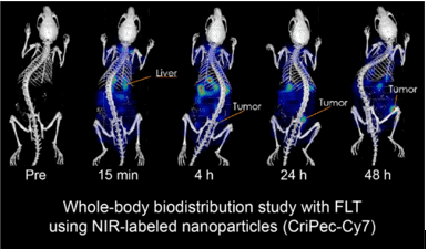 fluorescence imaging of whole mouse body biodistribution