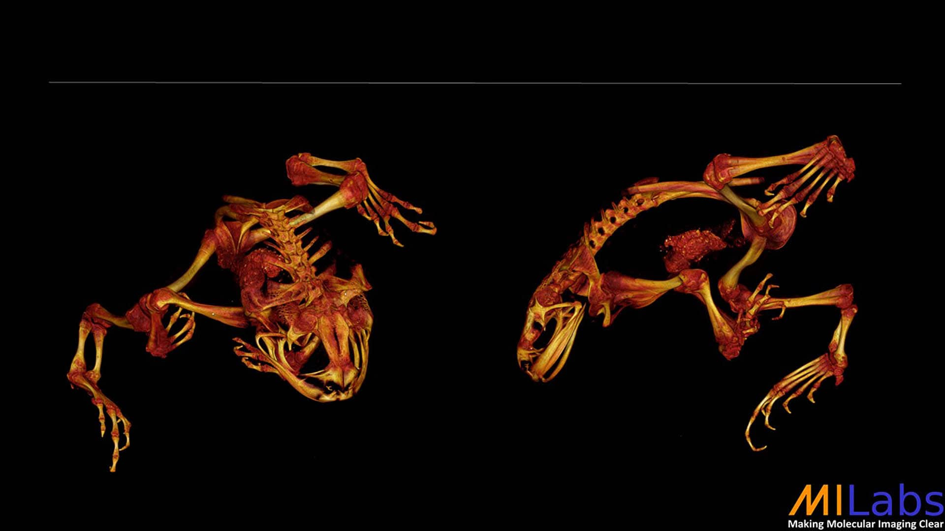 microCT imaging of a frog