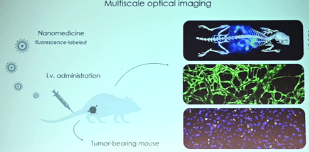 Multiscale optical imaging for unraveling the in vivo fate of nanomedicine