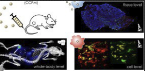 Optical imaging of the whole-body to cellular biodistribution of clinical-stage PEG-b-pHPMA