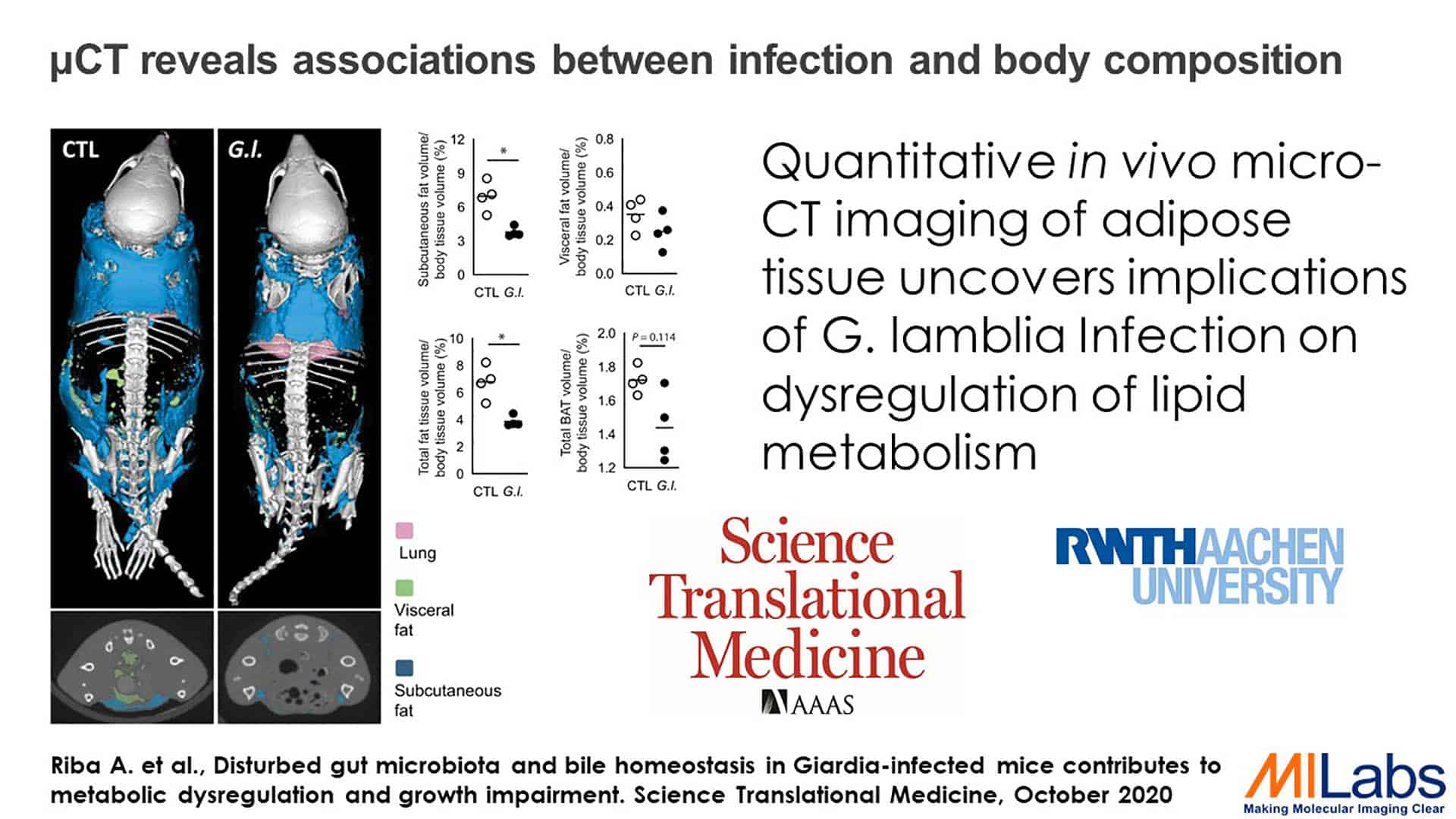 microCT reveals association between infection and body composition